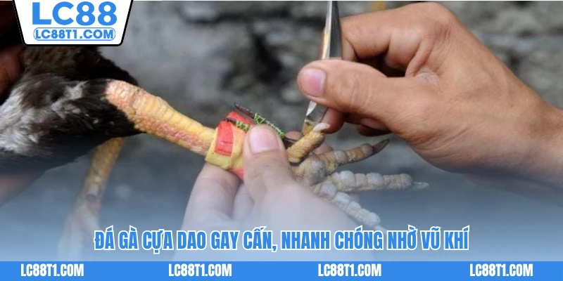 Đá gà cựa dao gay cấn, nhanh chóng nhờ vũ khí