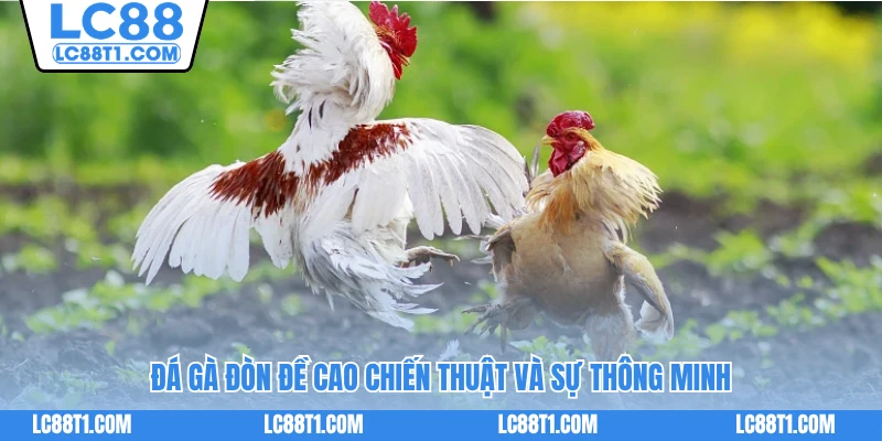 Đá gà đòn đề cao chiến thuật và sự thông minh