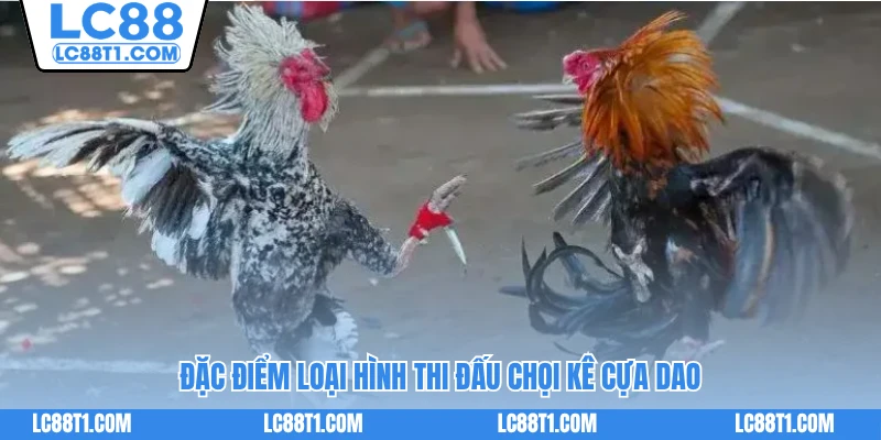 Đặc điểm loại hình thi đấu chọi kê cựa dao