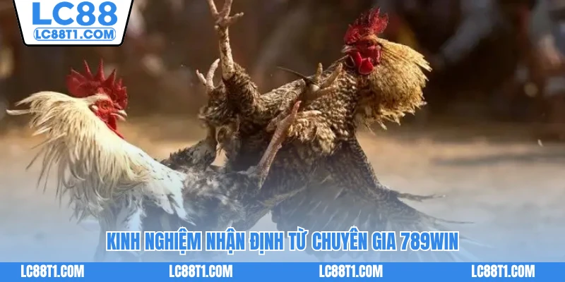 Kinh nghiệm nhận định từ chuyên gia LC88