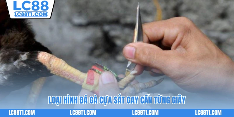 Loại hình đá gà cựa sắt gay cấn từng giây