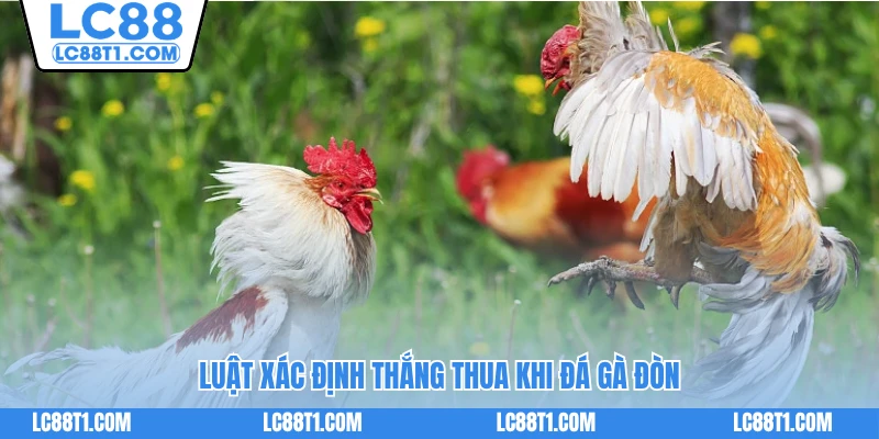 Luật xác định thắng thua khi đá gà đòn