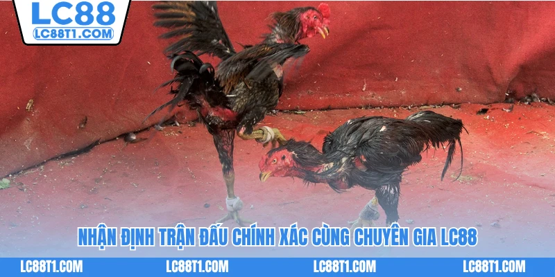 Nhận định trận đấu chính xác cùng chuyên gia LC88