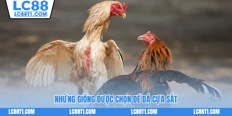 Những giống được chọn để đá cựa sắt