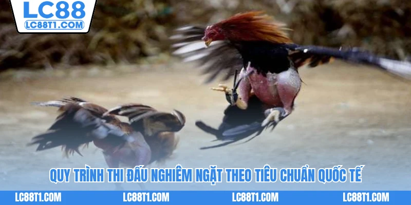 Quy trình thi đấu nghiêm ngặt theo tiêu chuẩn quốc tế