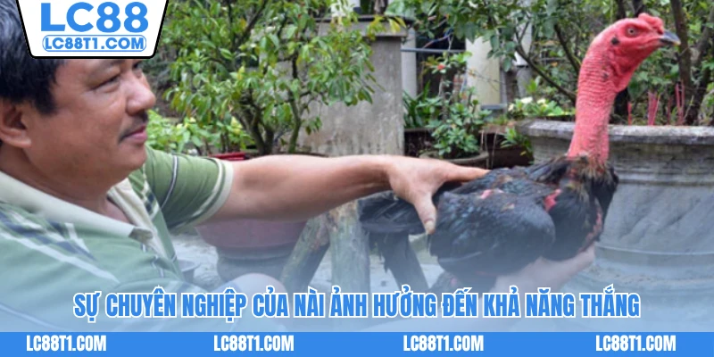 Sự chuyên nghiệp của nài ảnh hưởng đến khả năng thắng