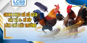 Chinh Phục Đá Gà Cựa Sắt Và 3+ Bí Kíp Làm Chủ Đấu Trường