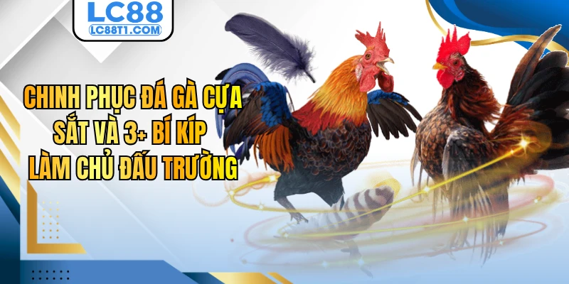 Chinh Phục Đá Gà Cựa Sắt Và 3+ Bí Kíp Làm Chủ Đấu Trường