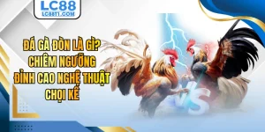 Đá Gà Đòn Là Gì? Chiêm Ngưỡng Đỉnh Cao Nghệ Thuật Chọi Kê