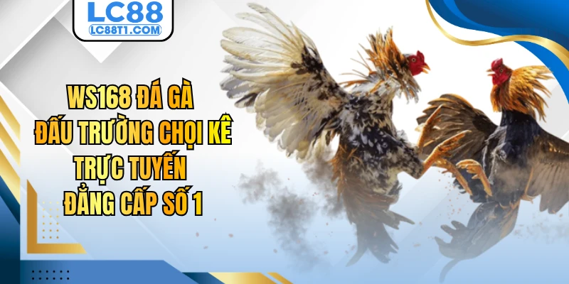 WS168 Đá Gà - Đấu Trường Chọi Kê Trực Tuyến Đẳng Cấp Số 1